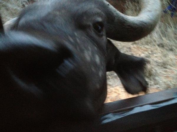 ollysuzi's tweet photo. abit too close for comfort! #capebuffalo http://t.co/SM3vBbCZ