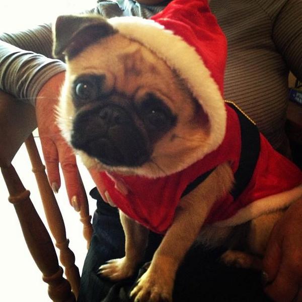 BBCR1's tweet image. Awww Santa pug! Do you want to see #somethingcute? Day 36