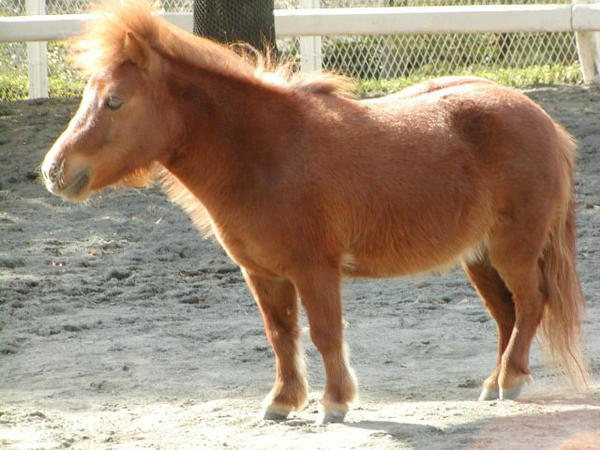 ツバメハナサブロー かわいい 実は保存していた Rt Mejiromania オルフェーヴルの天皇賞春の公開馬体 誌上パドック 競馬界流行語大賞12 Http T Co Jwsu7d48