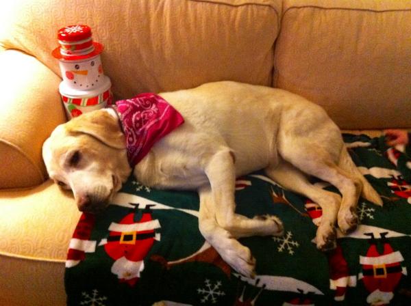 RonSansone's tweet image. #SearchLab is getting in the holiday spirit, making a 301 redirect list and checking it twice! #SEO #dogs