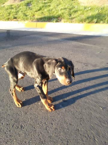 JohnnyRockwell3's tweet photo. @ryback54 My puppy cicero. http://t.co/AV26Du4a