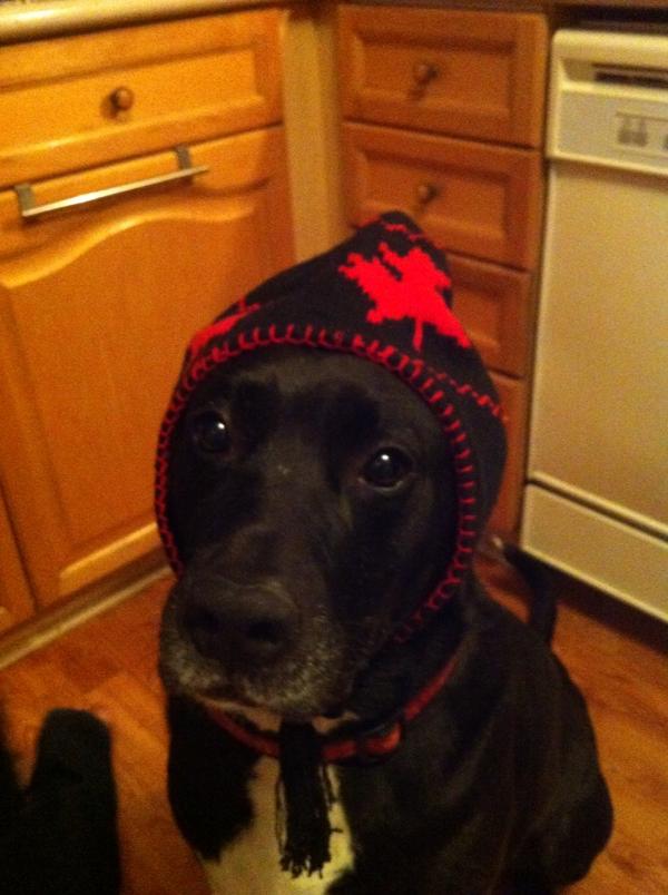 71Issy's tweet image. Luka getting ready 4 winter!! Lol