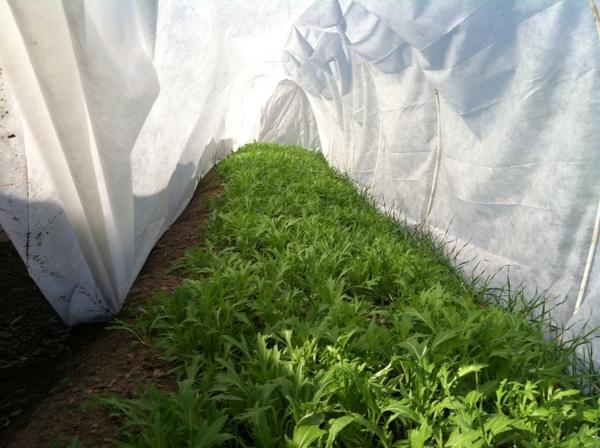 lrootskitchen's tweet photo. local roots city-farm mizuna http://t.co/2MMrMQyn