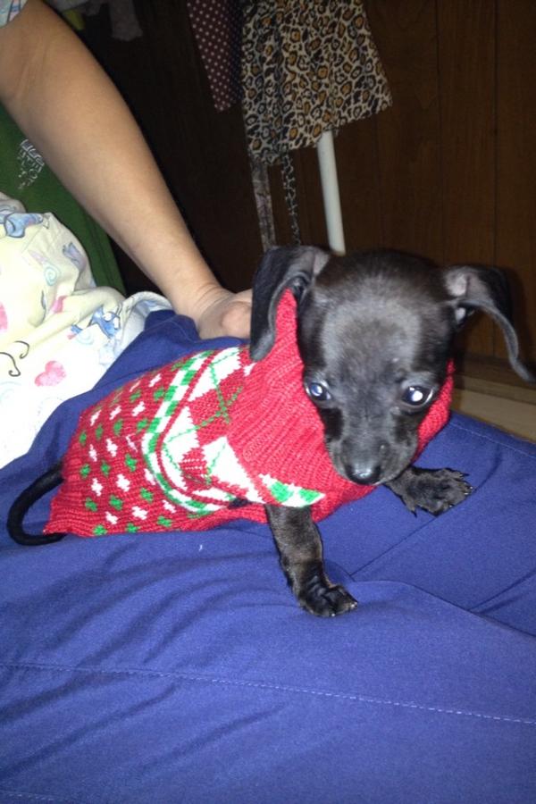 MrsKrookzy's tweet photo. Our new puppy 😍 http://t.co/GTPcghBC