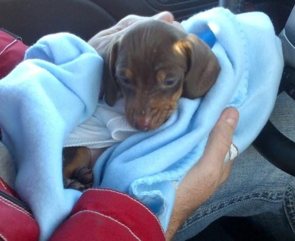 kristin_fairbz's tweet image. i think @courtneyaves1 is lying since shes calling the cutest thing I have ever seen "her puppy" #no #checkagain #mine