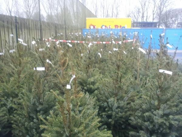 De eerste lading #kerstbomen is gisteren binnen gekomen #verkoop in #eindhoven