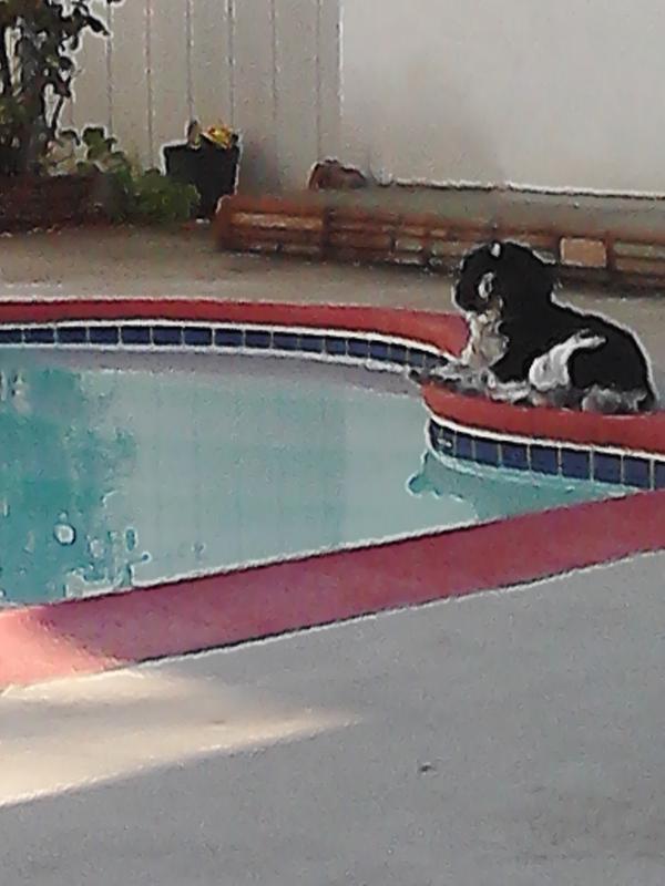 Jackebaby's tweet photo. Biggs enjoying the break from the rain ...  did I mention I love my house? ?? http://t.co/2ExTNBYc
