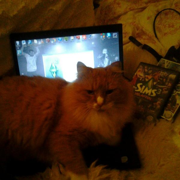 annelene_h's tweet image. "Nei, ikke spill Sims, men kom og lek med meeeg." #catproblem