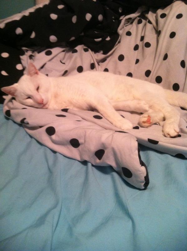 LibbyWalls's tweet photo. He's never left my side ❤ http://t.co/L06PnLLj