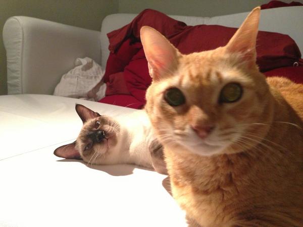 chenjunbin's tweet image. Evil kitten photobomber #hellocat