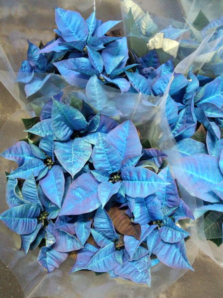 花生活 くろだ生花店 青いポインセチアです ポインセチアに見えない 花 越谷市 埼玉県 Http T Co Hssqwu5w 花生活 くろだ生花店 青いポインセチアです ポインセチアに見えない 花 越谷市 埼玉県 Http T Co Hssqwu5w