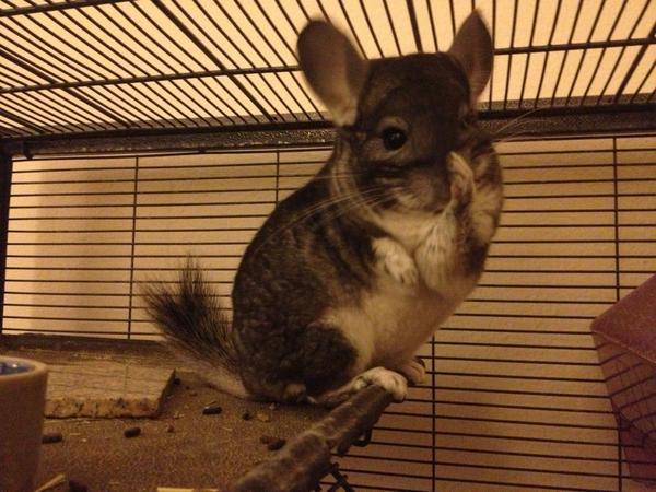 KoanTheChin's tweet image. After a dust bath, I wipe my nose so I don't get any dust in it! #ItsTrue #adorable #chinchilla