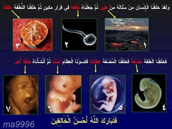 1434Ho's tweet photo. ‏كيف خُلِقنا ؟ سبحان الله ،،فتبارك الله أحسن الخالقين . تستحق النشر #رتويت# http://t.co/WVoah1cYL2‎""