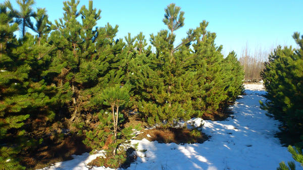 HochschuleLausitz FH tweet media
