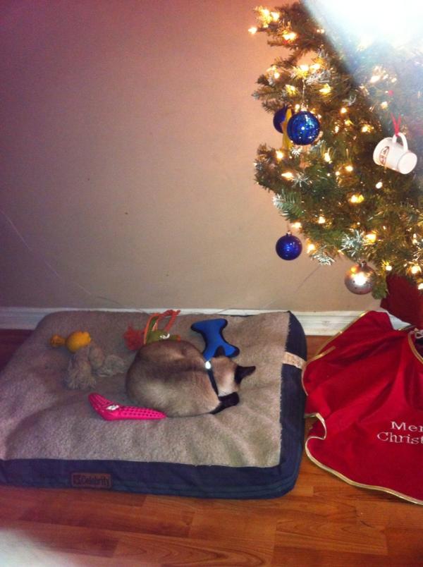 71Issy's tweet image. Tyson