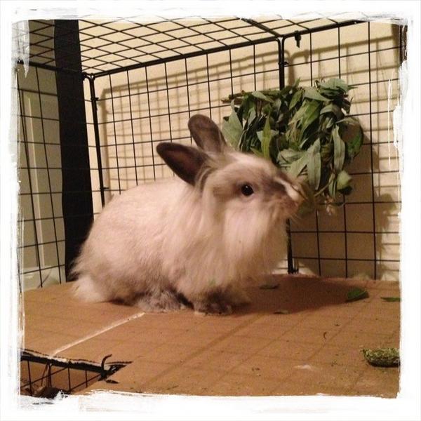 Brie Rabbit (@BrieRabbit) | Twitter