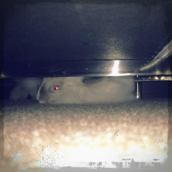 Brie Rabbit (@BrieRabbit) | Twitter