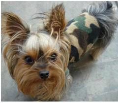 kickedcito's tweet photo. @anatrelles por favor Anita ayudenme Yorkshire extraviado en comas http://t.co/2qwFyyYU llamen a 986941682 http://t.co/Coa4fcq1