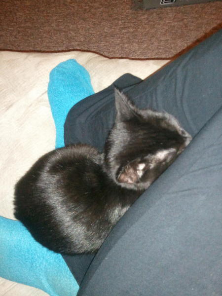 HannahNPowell's tweet image. I'm kind of stuck for a bit. #randomspot #sleepy #maokitty!