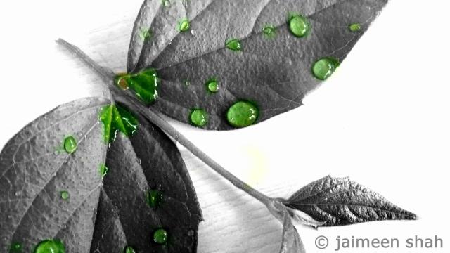 JSPhoTography__'s tweet image. #drops #green #photography