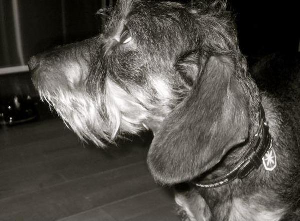 THNovara's tweet image. #RIPLittleGirl, sei stata -sei- e rimarrai sempre un pezzo del cuore di milioni di persone.