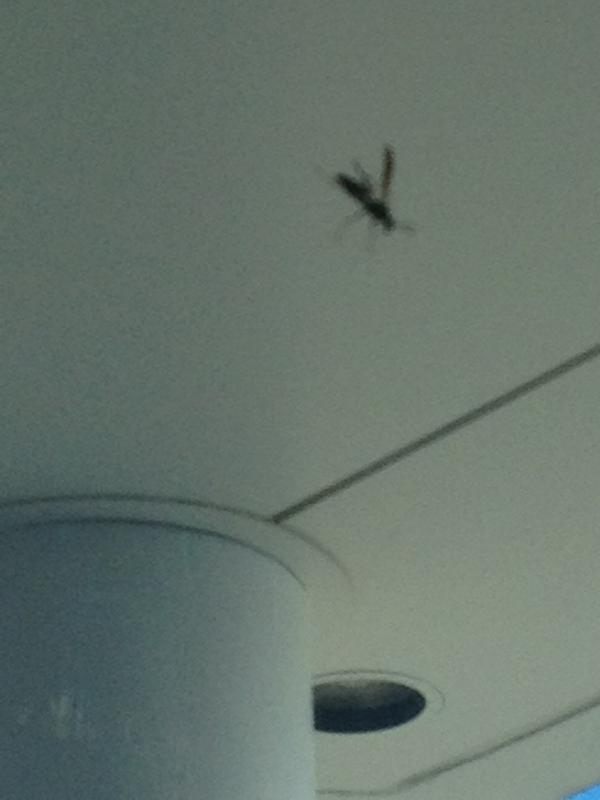 Danissaaa's tweet image. Omg wtf is that #goingbackinside