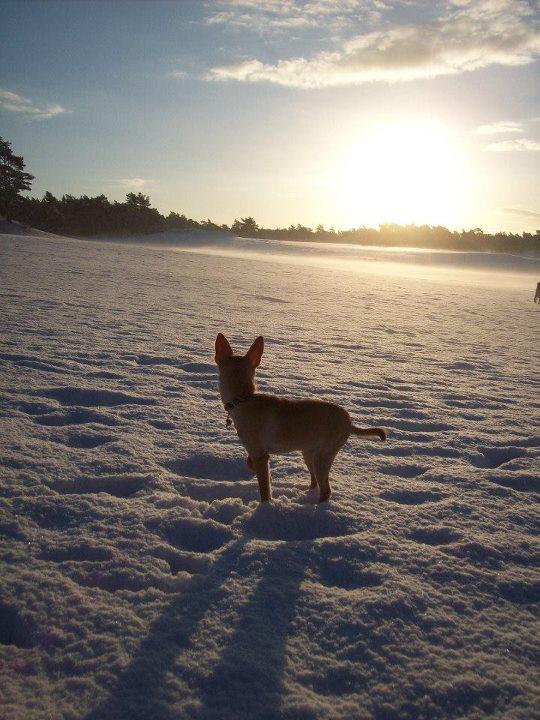 Mijn baasje ging al vroeg met me lopen....mooie zonsopkomst in de sneeuw!