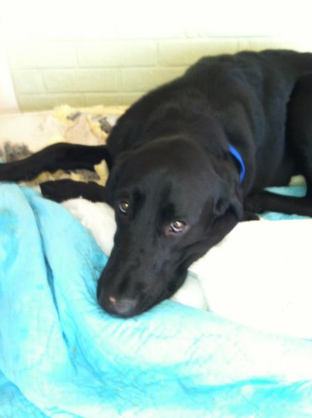 debfrederic's tweet image. Bad boy!