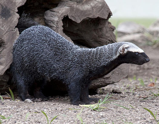 Popular Science On Twitter Mystery Animal Contest Guess This Fellow S Species Tweet At Us Win An Rt Http T Co Raqdan4e Http T Co Q7rpblqq