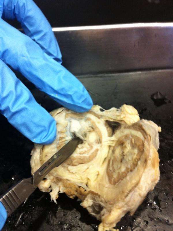 jessiezucarelli's tweet image. Cows eyeball!! #labclass
