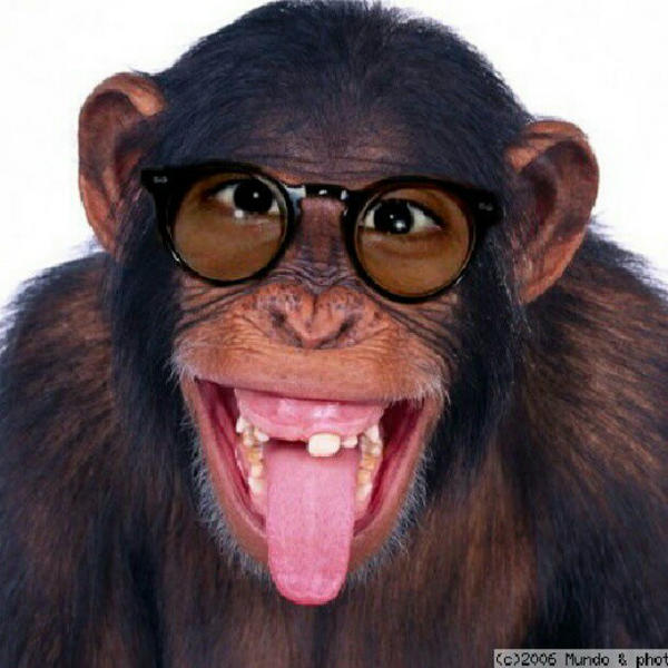 THEHOTTVSHOW's tweet image. I LOOKED@MONKEY'S PIC&amp;amp;SAID IF HE SHAVED GOT CUT&amp;amp;RAZOR CIRCLE I KNOW GUYS HE'D LOOK LIKE. #ButHe'llNeverHaveMan'sBRAIN