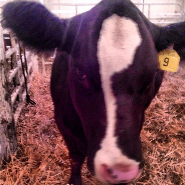 AlliI05's tweet image. Miss Sweet Meat my new purchase today from the Simmsational sale in Moose Jaw! 🐮😍 #cowproblems