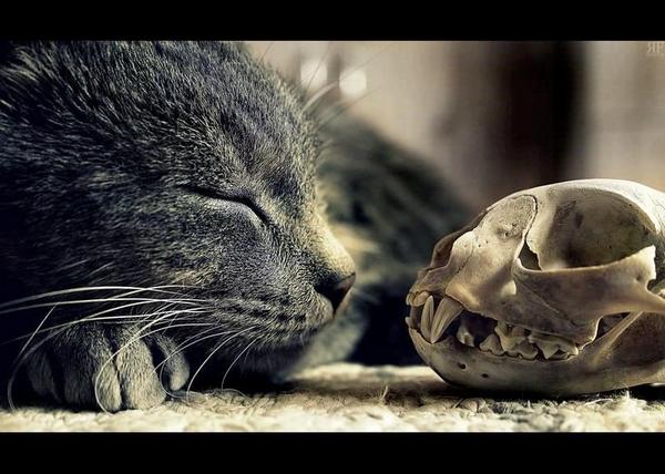 maodead tweet picture