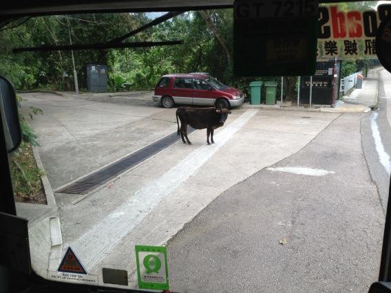 ciaran99's tweet photo. Waiting for a bus in Hong Kong #firstworldproblems http://t.co/jfS4od0C