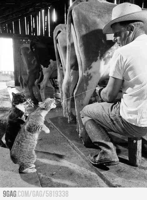 RT <a href="/cancan1979/">Esteban Bernardini</a> Ese gatito quiere su lechita! Miaaaau miaaau <a href="/MiguelBordesU/">TchicX</a> <a href="/Nicol_Bordes/">Nicol bordes urquijo</a>  // jajaja