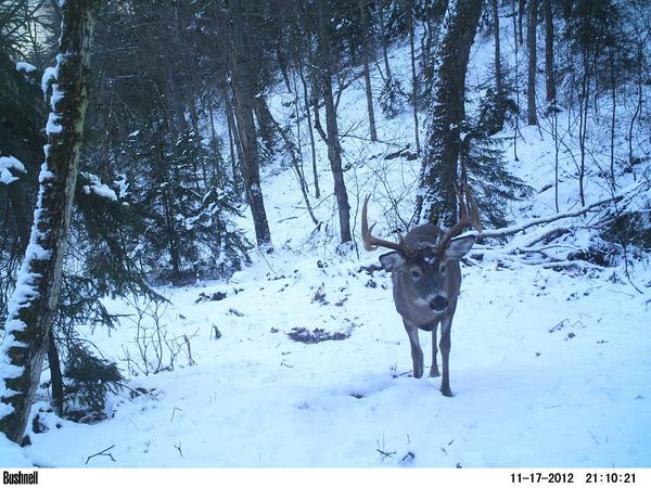 jaytrackem's tweet image. Need your opinion, me and a buddy debating what this buck scores, 150&apos;s or 160&apos;s? Let me know, I think the later.