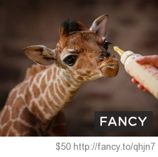 Ruidatou's tweet photo. Adopt a Giraffe http://t.co/Jksxt6nI via @thefancy http://t.co/0Wzyzats