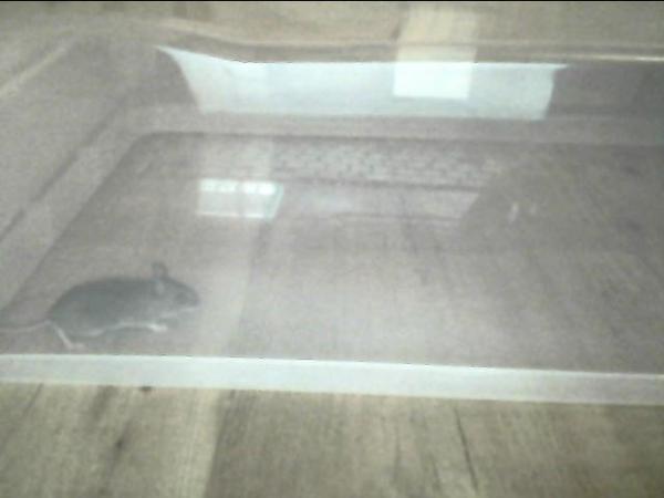 KarlSmith_'s tweet image. playing cod and i hear some noises under me and its a mouse. #mightkillit #mightkeepit #mightputitoutside #scaredmouse
