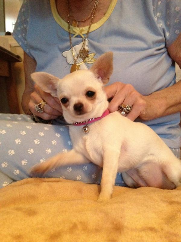 find_phoebe's tweet image. #PhoebeTweetathon 
My name is phoebe here's me with Mum. I MISS HER SO MUCH. 
I don't understand why 
I'm not with her