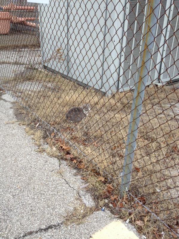 PRPProblems's tweet image. The cat that lives outside of the lunchroom #PRPProblems.