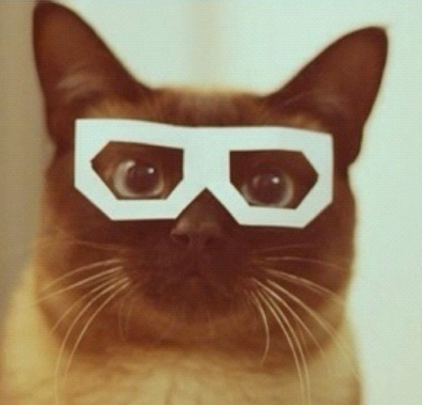 Charlie_Meows's tweet photo. wondering how long it will take til @breenoakes and @michelleemarrie do this to me #sigh #kittydressup http://t.co/p8wEXOsU