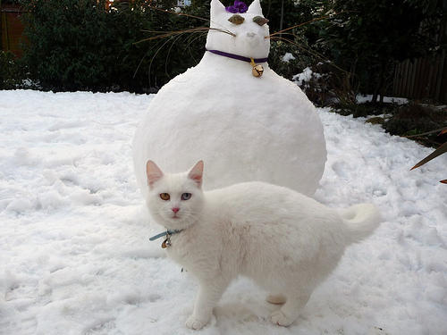 rosiewibbs's tweet photo. @ImJustJem #Maow http://t.co/GD8xKvn2