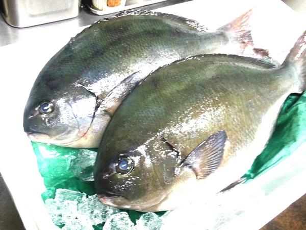 國 本日入荷のお魚 黒ﾒｼﾞﾅ です ﾒｼﾞﾅはもともと磯魚なのですがこの黒 ﾒｼﾞﾅは沖合いが生息域なため筋肉質でｺﾘｯと歯応えのある身質です あまり市場でも出回らない珍しいお魚ですのでカルパッチョやマリネサラダでいかがですか Http T Co Znueneda
