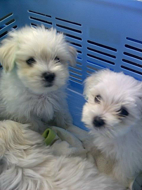 Gitablue's tweet photo. 4sale maltese imut .. Murmer!!! ~(˘▾˘~) ~(˘▾˘)~ (~˘▾˘)~ ​ http://t.co/52Zl3QcQ