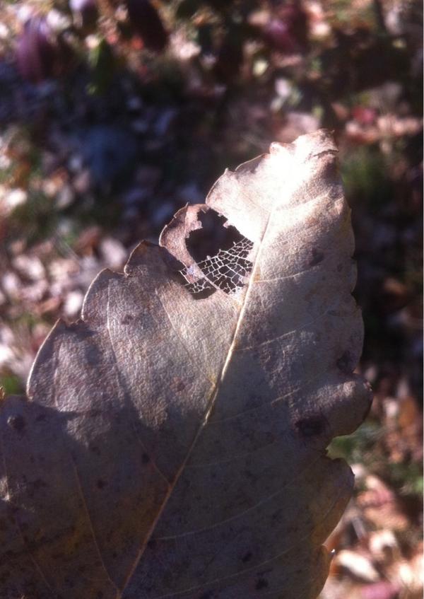 鈴木康広 Yasuhiro Suzuki 葉っぱのミクロコスモス 葉脈に街が見えてきました Http T Co Co7xecov Twitter