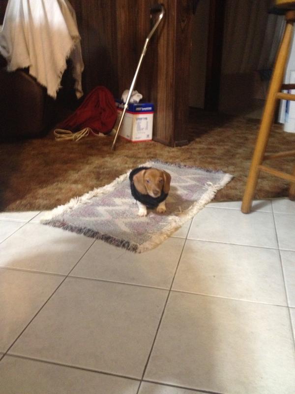 ashley rost (@RostAshley) | Twitter