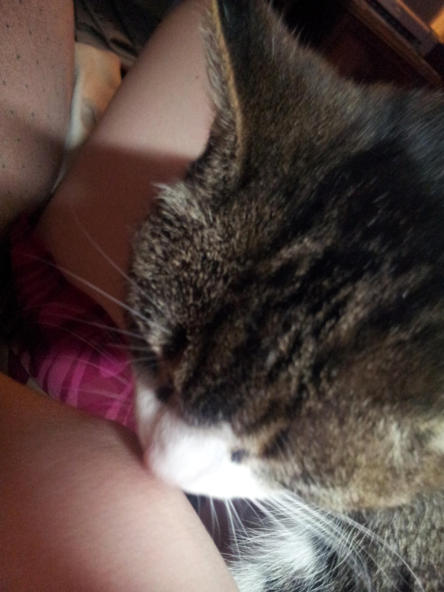 Chunk on X: Does this count as beastiity? “@LOLafunnyslut: Real tiity lick  http:t.covu1CLcI4”  X