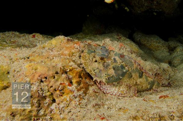 EcotoneEnv's tweet photo. Took this recently in Key Largo. How's that for camouflage ? #Fish http://t.co/2aXCROcS