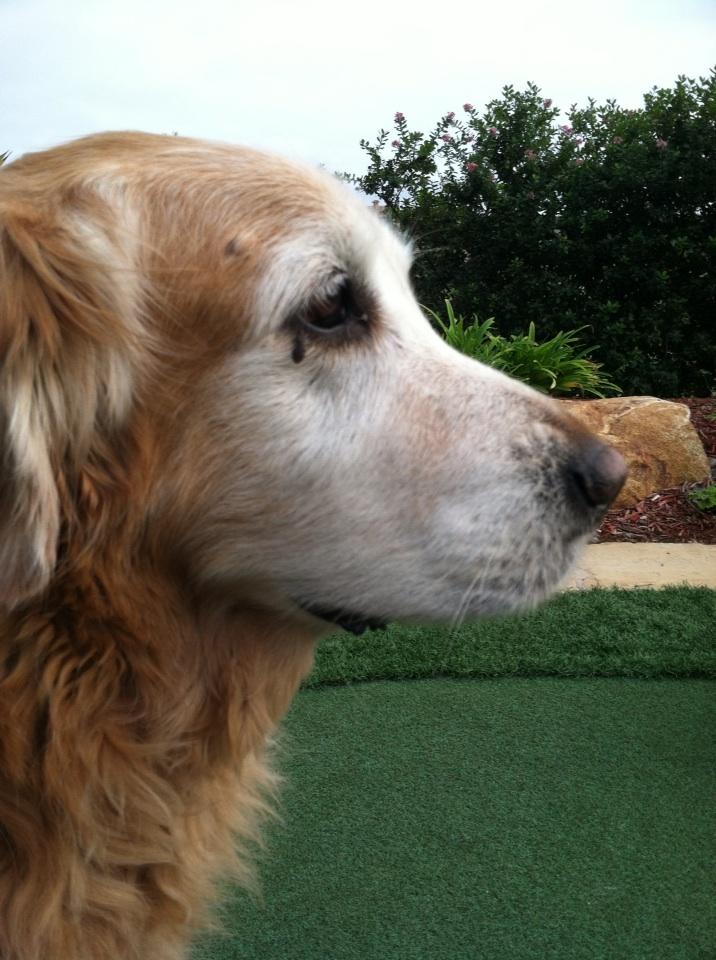 Dog skin tag near eye online