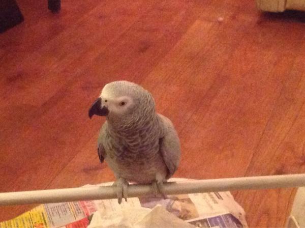 Timon200057's tweet image. 